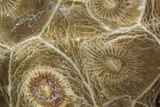 Polished Fossil Coral (Actinocyathus) - Morocco #100638-1